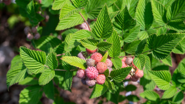 Set van 4 Paarse Framboos - Rubus idaeus 'Glen Coe' - Hoogte 25cm - 9cm pot - Image 3