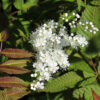 Sorbaria sorbifolia 'Sem', Lijsterbesspirea, 3 liter pot - Image 3