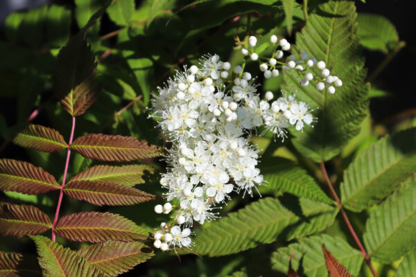 Sorbaria sorbifolia 'Sem', Lijsterbesspirea, 3 liter pot - Image 3
