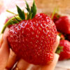 Set van 4 Reuze Aardbeien -  Fragaria ananassa 'Colossus' - Hoogte 20cm - 9cm pot - Afbeelding 3