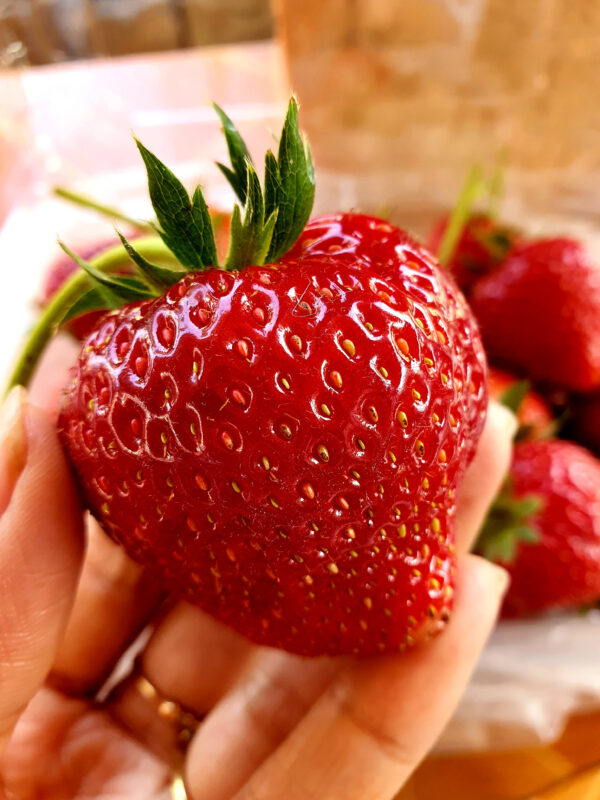 Set van 4 Reuze Aardbeien -  Fragaria ananassa 'Colossus' - Hoogte 20cm - 9cm pot - Afbeelding 3