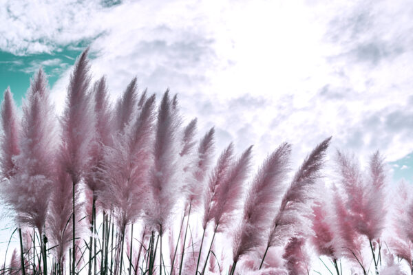 Set Van 4 Roze Pampasgras - Cortaderia Selloana 'Rose Plume' - Hoogte 35cm - 9cm pot – Image 2