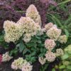 Hydrangea paniculata 'Skyfall', Pluimhortensia, 3 liter pot - Afbeelding 2