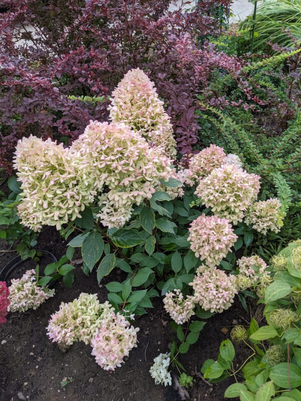 Hydrangea paniculata 'Skyfall', Pluimhortensia, 3 liter pot - Afbeelding 2