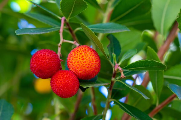 Set Van 4 Aardbeienboom - Arbutus unedo 'Cobra' – Hoogte 35cm – 9cm pot – Image 3