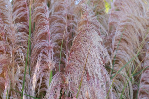 Set Van 4 Roze Pampasgras - Cortaderia Selloana 'Rose Plume' - Hoogte 35cm - 9cm pot – Image 3