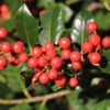 Set van 4 Amerikaanse hulst - Ilex 'Nellie R. Stevens' - Hoogte 40cm - 9cm pot - Afbeelding 2