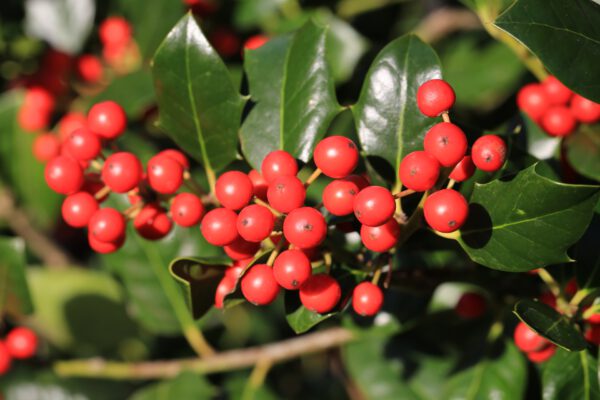 Set van 4 Amerikaanse hulst - Ilex 'Nellie R. Stevens' - Hoogte 40cm - 9cm pot - Afbeelding 2