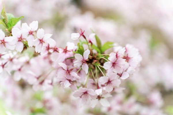 Set Van 4 Japanse Sierkers - Prunus nipponica 'Brillant' – Hoogte 35cm – 9cm pot - Afbeelding 2