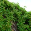 Set van 4 Wilde wingerd - Parthenocissus quinquefolia - Hoogte 35cm – 9cm pot - Afbeelding 2