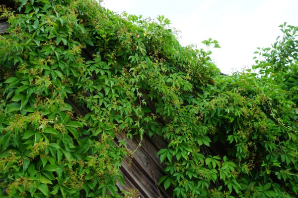 Set van 4 Wilde wingerd - Parthenocissus quinquefolia - Hoogte 35cm – 9cm pot - Afbeelding 2