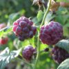 Set van 4 Paarse Framboos - Rubus idaeus 'Glen Coe' - Hoogte 25cm - 9cm pot - Image 4