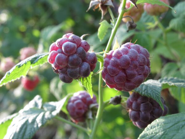 Set van 4 Paarse Framboos - Rubus idaeus 'Glen Coe' - Hoogte 25cm - 9cm pot - Image 4