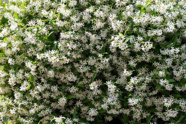 Set van 4 Gewone jasmijn - Jasminum officinale - Hoogte 30cm – 9cm pot – Image 2