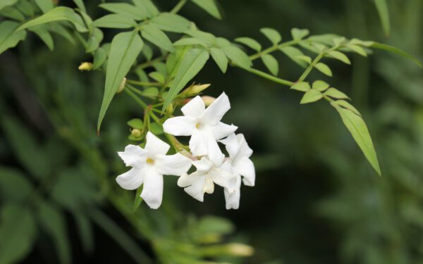 Set van 4 Gewone jasmijn - Jasminum officinale - Hoogte 30cm – 9cm pot – Image 3