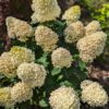 Hydrangea paniculata 'Skyfall', Pluimhortensia, 3 liter pot - Afbeelding 3
