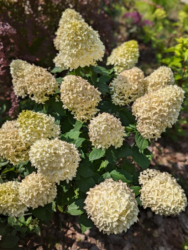 Hydrangea paniculata 'Skyfall', Pluimhortensia, 3 liter pot - Afbeelding 3