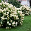 Hydrangea arborescens 'Annabelle', Hortensia, 3 liter pot - Afbeelding 2