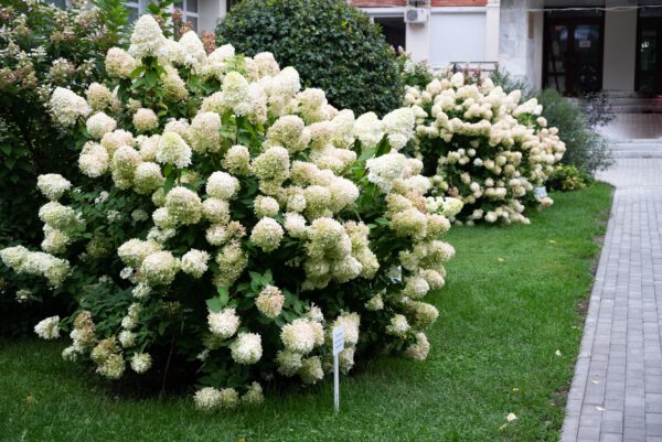 Hydrangea arborescens 'Annabelle', Hortensia, 3 liter pot - Afbeelding 2