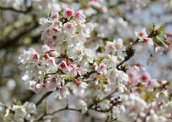 Set Van 4 Chinese Fujikers - Prunus incisa 'Kojou-no-mai' – Hoogte 35cm – 9cm pot - Bild 2