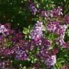 Syringa 'Red Pixie', Dwergsering, 3 liter pot - Afbeelding 2