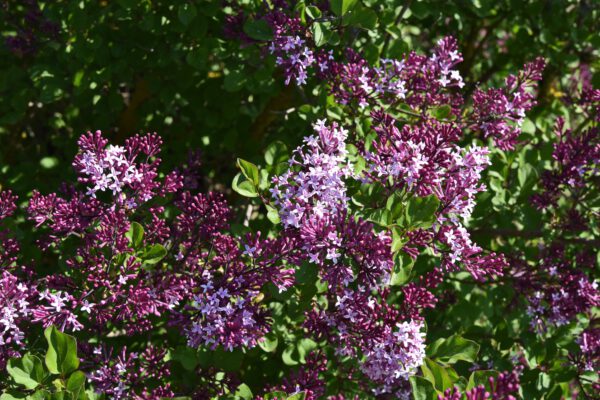 Syringa 'Red Pixie', Dwergsering, 3 liter pot - Afbeelding 2