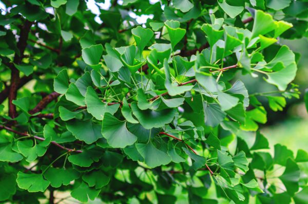Set Van 4 Japanse Notenboom - Ginkgo biloba - Hoogte 60cm – 9cm pot - Bild 4