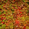 Set van 4 Wilde wingerd - Parthenocissus quinquefolia - Hoogte 35cm – 9cm pot - Afbeelding 3