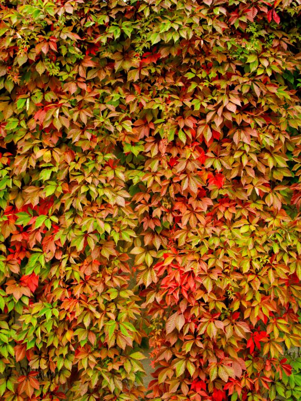 Set van 4 Wilde wingerd - Parthenocissus quinquefolia - Hoogte 35cm – 9cm pot - Afbeelding 3