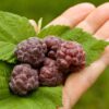 Set van 4 Paarse Framboos - Rubus idaeus 'Glen Coe' - Hoogte 25cm - 9cm pot - Image 2