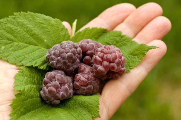 Set van 4 Paarse Framboos - Rubus idaeus 'Glen Coe' - Hoogte 25cm - 9cm pot - Image 2
