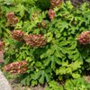Hydrangea quercifolia 'Ruby Slippers', Eikenbladhortensia, 3 liter pot - Afbeelding 2