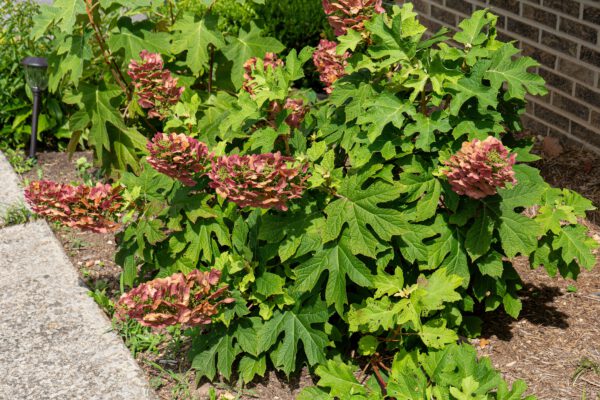 Hydrangea quercifolia 'Ruby Slippers', Eikenbladhortensia, 3 liter pot - Afbeelding 2