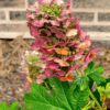 Hydrangea quercifolia 'Ruby Slippers', Eikenbladhortensia, 3 liter pot - Afbeelding 3