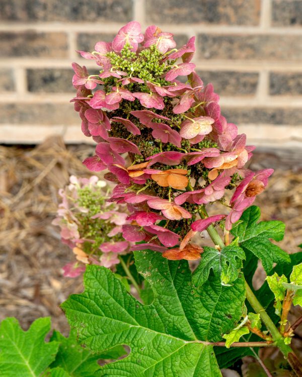 Hydrangea quercifolia 'Ruby Slippers', Eikenbladhortensia, 3 liter pot - Afbeelding 3