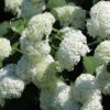 Hydrangea arborescens 'Annabelle', Hortensia, 3 liter pot - Afbeelding 3