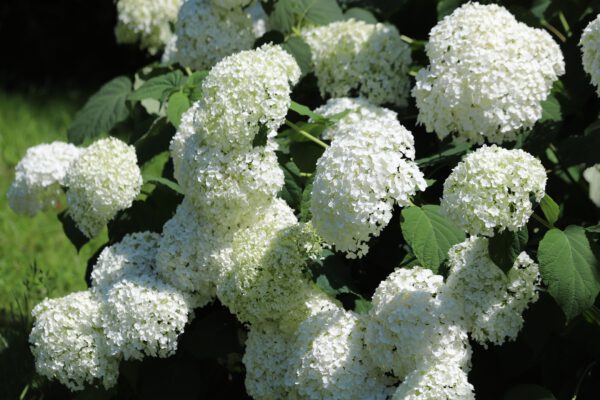 Hydrangea arborescens 'Annabelle', Hortensia, 3 liter pot - Afbeelding 3