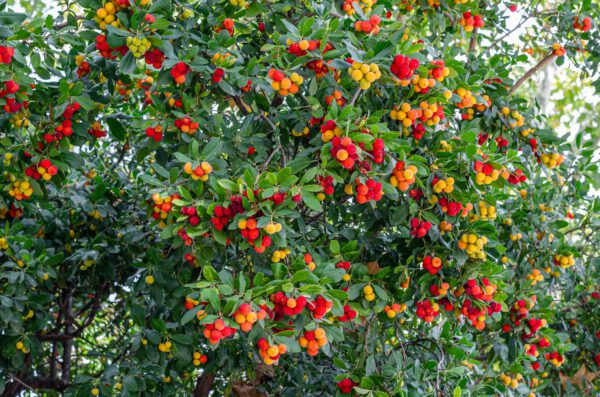 Set Van 4 Aardbeienboom - Arbutus unedo 'Cobra' – Hoogte 35cm – 9cm pot – Image 4