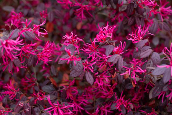 Loropetalum chinense 'Fire Dance', Heksenstruik, 3 liter pot - Afbeelding 2