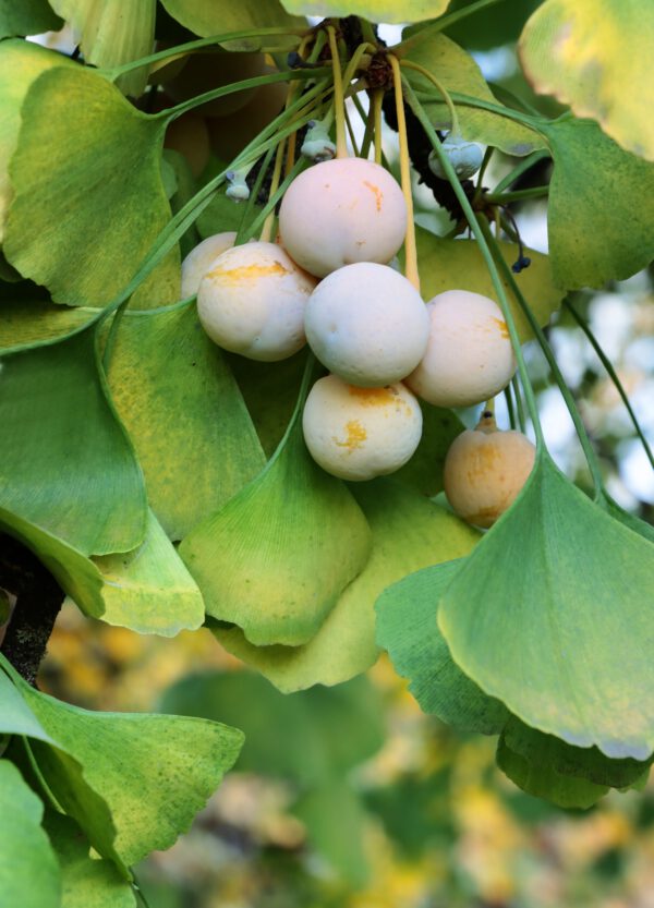 Set Van 4 Japanse Notenboom - Ginkgo biloba - Hoogte 60cm – 9cm pot - Bild 2