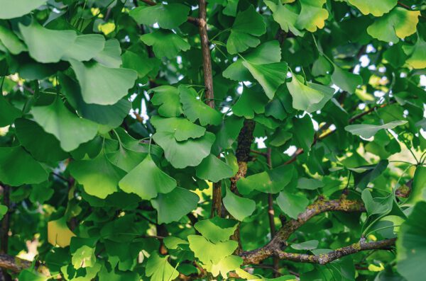 Set Van 4 Japanse Notenboom - Ginkgo biloba - Hoogte 60cm – 9cm pot - Bild 3