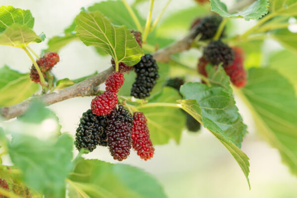 Set Van 4 Moerbeien – Morus alba x rubra 'Milanowek' – Hoogte 25cm – 9cm pot - Afbeelding 2