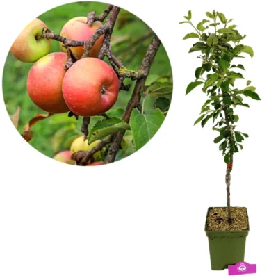 Malus domestica 'Cevaal', Appelboom , Hoogte 100cm, 5 liter pot