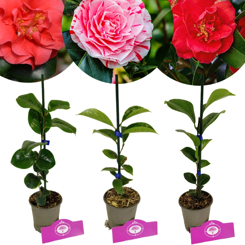 Set van 3 Camellia - Camellia japonica 'Kramer's Supreme', 'Lady Campbell', 'Bonomiana' - Hoogte 30cm - 9cm pot