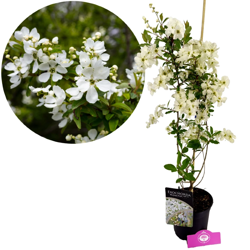 Exochorda racemosa 'Blushing Pearl'®, Perlenstrauch, Höhe 80cm, 2 Liter Topf