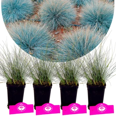 Set van 4 Blauw Zwenkgras - Festuca glauca 'Elijah Blue' - Hoogte 30cm  9cm pot