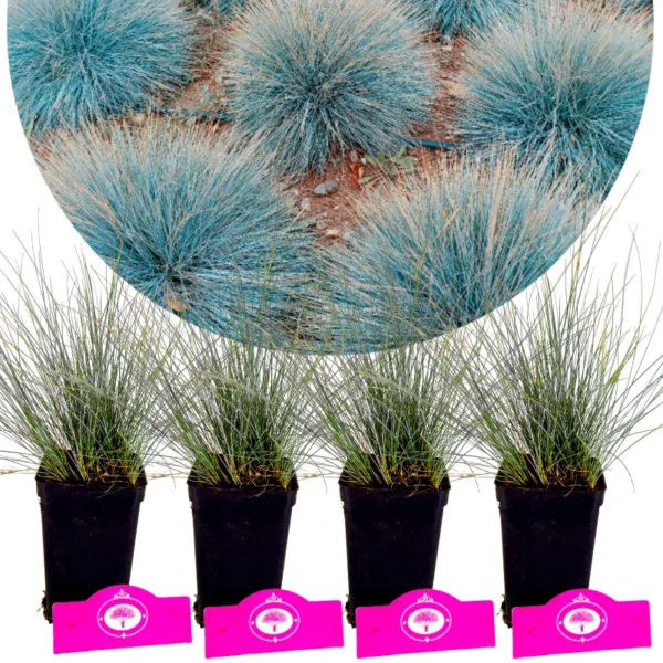 Set van 4 Blauw Zwenkgras - Festuca glauca 'Elijah Blue' - Hoogte 30cm  9cm pot