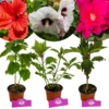 Set van 3 Hibiscus Moscheutos - Hibiscus 'Copper Queen', 'Fireball', 'Jazzberry Jam' - Hoogte 40cm - 12cm pot