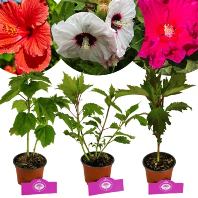 Set van 3 Hibiscus Moscheutos - Hibiscus 'Copper Queen', 'Fireball', 'Jazzberry Jam' - Hoogte 40cm - 12cm pot