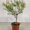 Salix integra 'Hakuro-nishiki', Japanse sierwilg, Hoogte 80cm, 2 liter pot - Bild 2